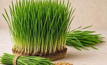 Fresh wheatgrass